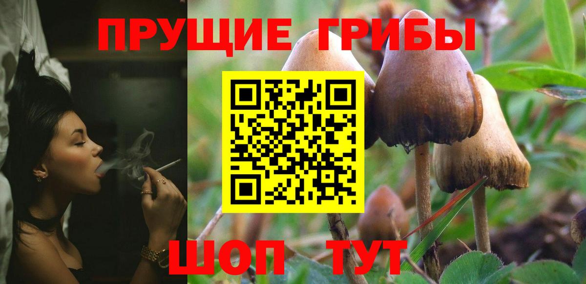 Кудрово  Псилоцибиновые грибы Cubensis  Вход с VPN 
